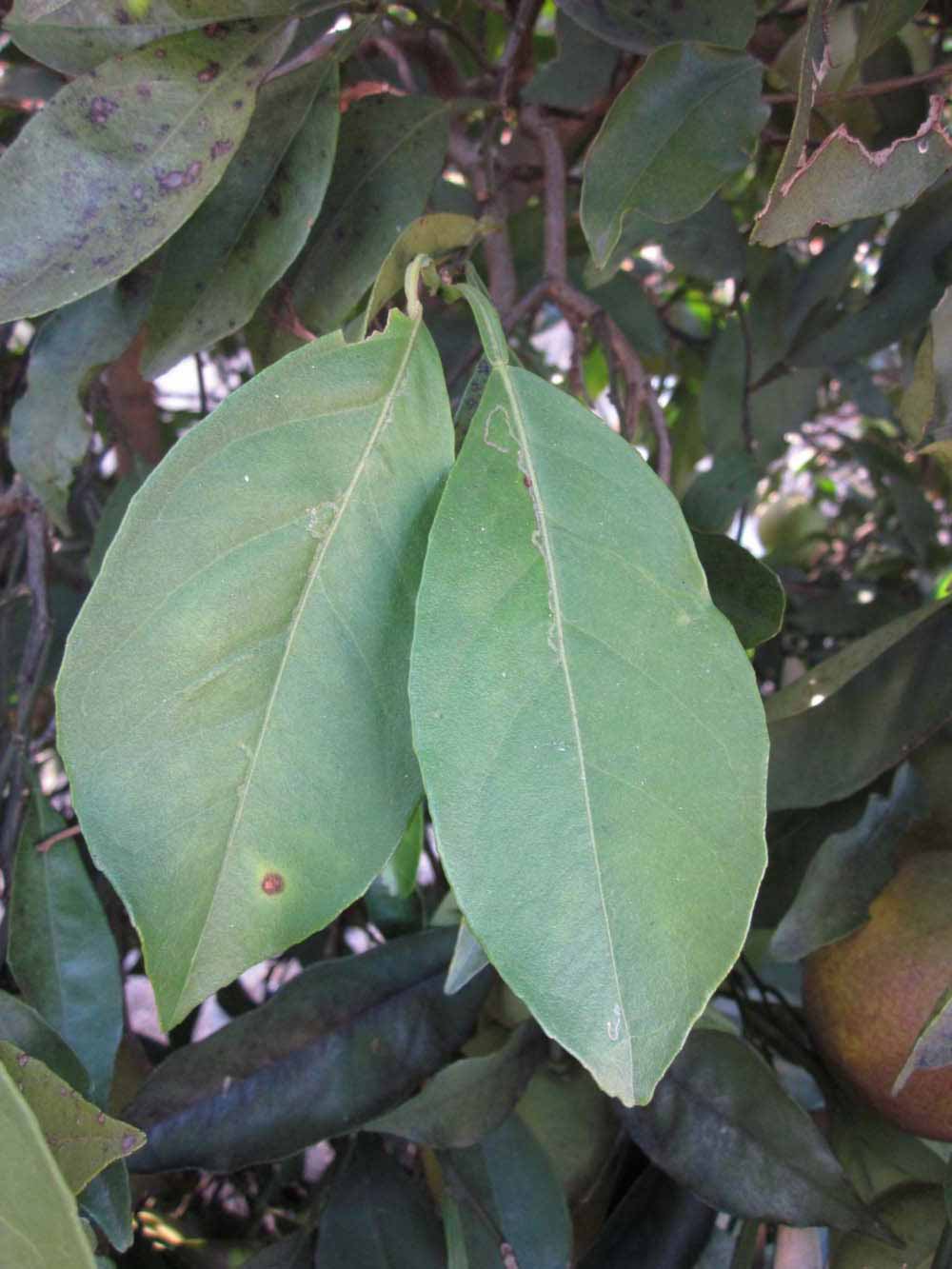            Shade leaves (Winter Haven, FL)   